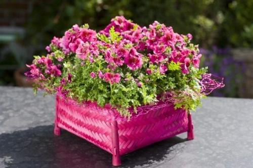 Fleurs cultivées : Schizanthus