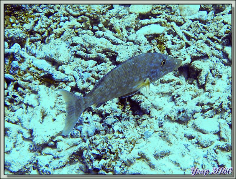 Plongée bouteille Passe de Tiputa : Bec de cane (à lèvres jaunes ?) - Rangiroa - Tuamotu - Polynésie française
