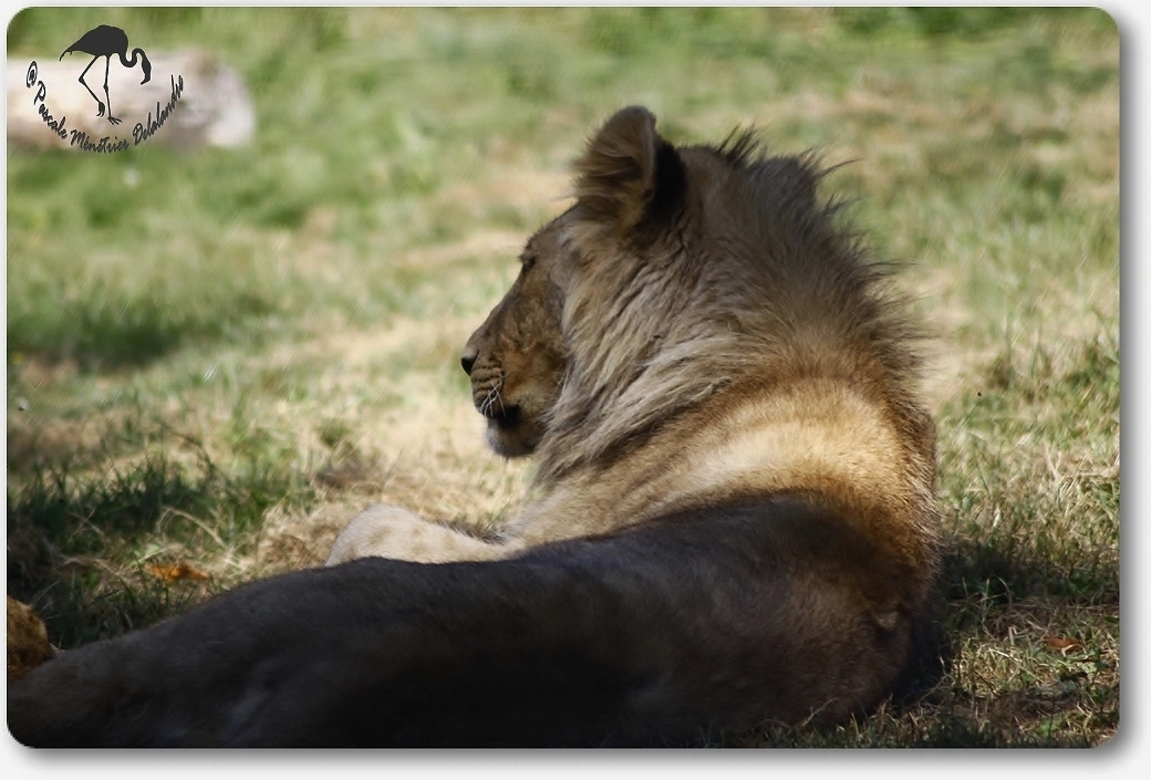 Jeune lion... (Parc aux félins - Nesles - 77)