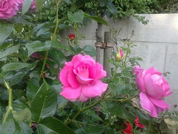 Fleur3