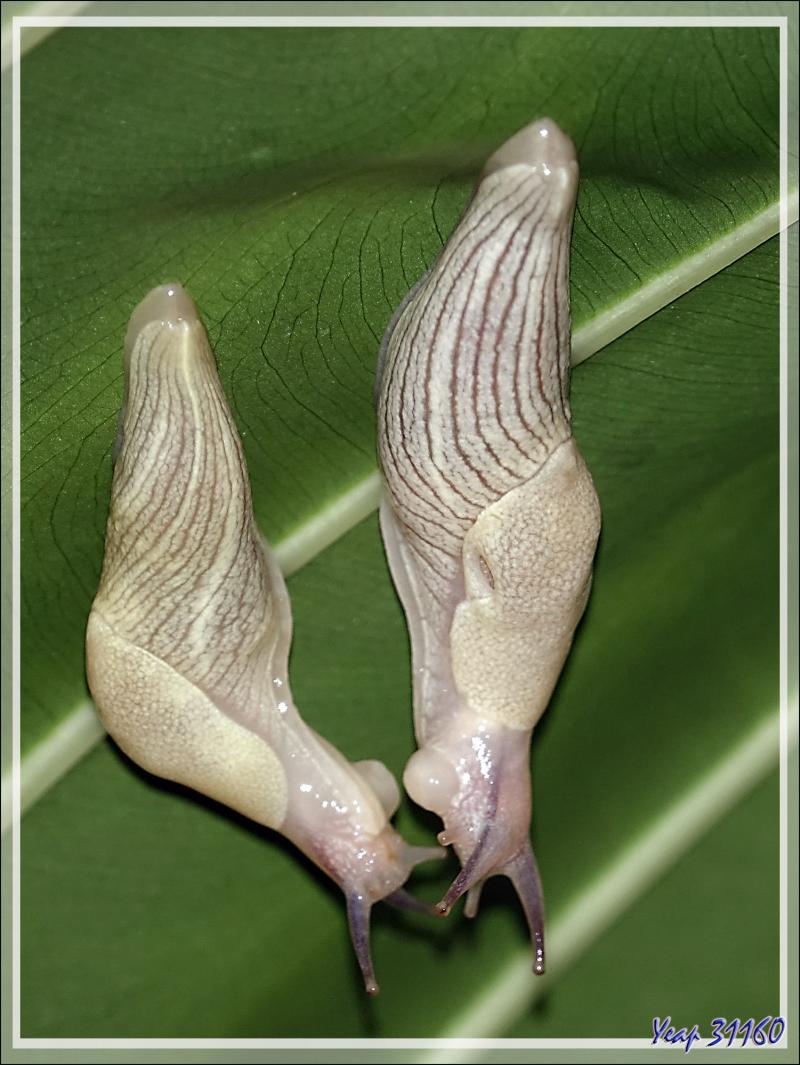 Grosse étreinte amoureuse pour deux limaces, Big hug in love for two slugs - Nosy Sakatia - Madagascar