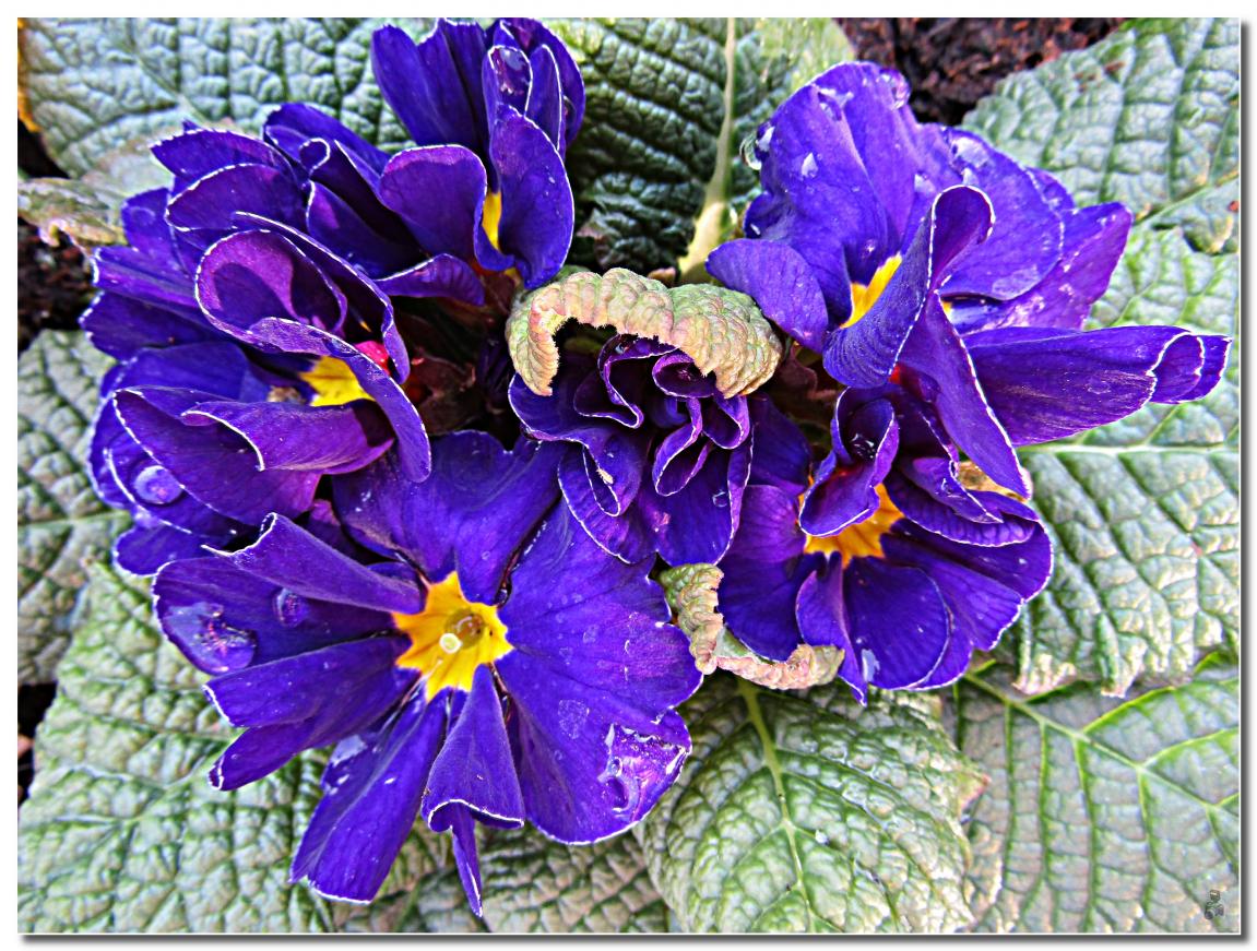 ENCORE DES FLEURS DU PRINTEMPS 2021