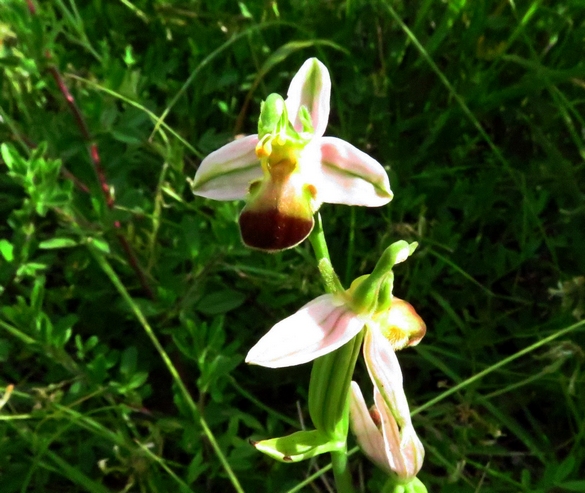 Les orchidées sauvages du Châtillonnais ont fleuri en grand nombre pendant ce printemps 2024