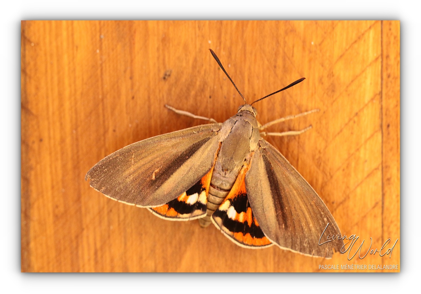 Quelques Papillons... (autres familles)