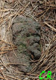 Dans la forêt de Nebias (Aude)