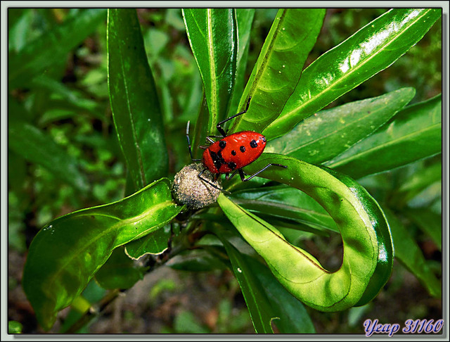 Blog de images-du-pays-des-ours : Images du Pays des Ours (et d'ailleurs ...), Autres punaises rouges - Parc National de Chitwan - Teraï - Népal