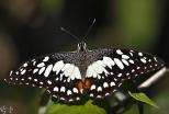Papilionidae