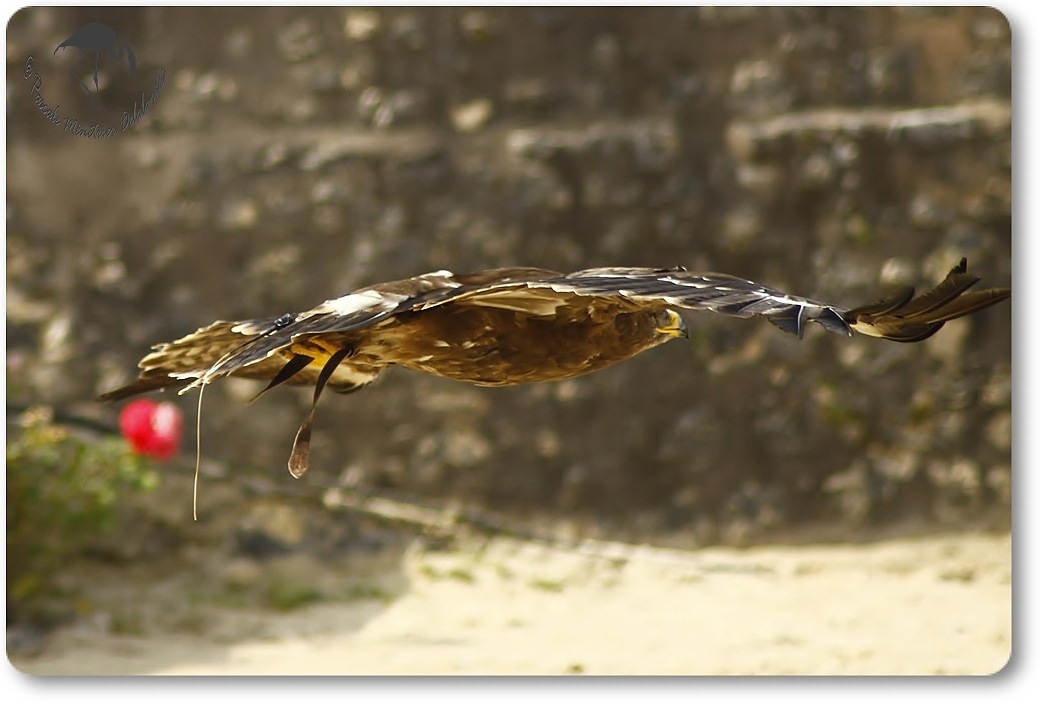 Aigle royal (?) - Décomposé d'une envolée...
