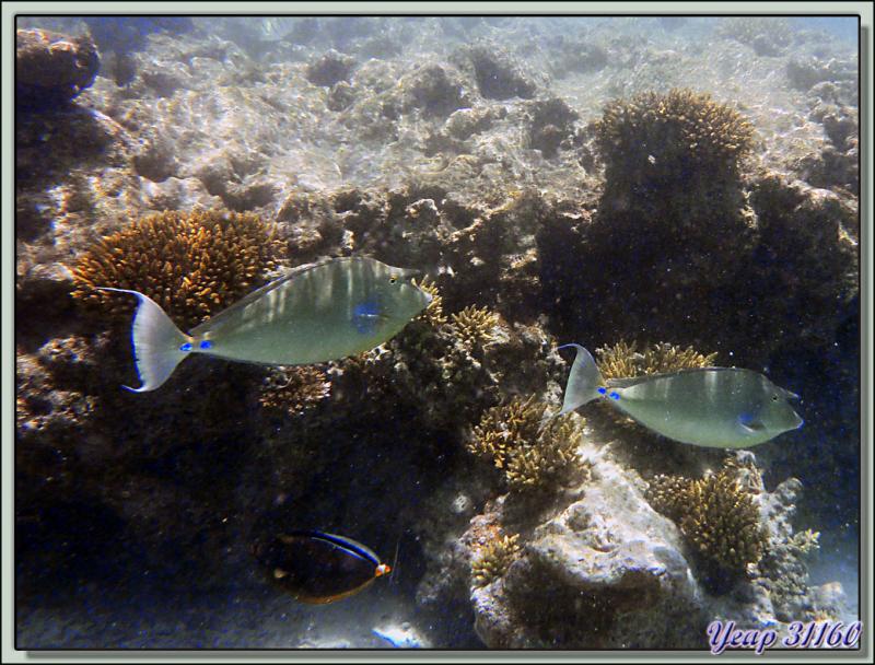 Snorkeling dans le lagon de la pension Raira Lagon : Poisson-licorne ou Nason à éperons bleus (Naso unicornis) - Rangiroa - Polynésie française