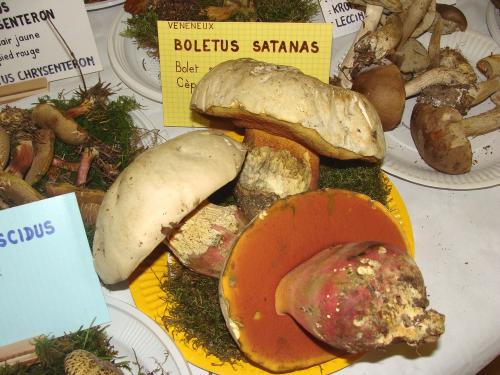 L'exposition mycologique à Châtillon sur Seine