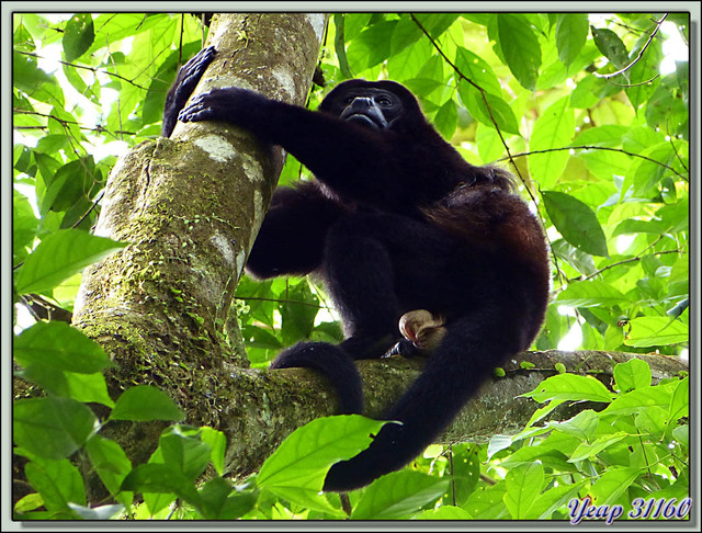 Blog de images-du-pays-des-ours : Images du Pays des Ours (et d'ailleurs ...), Singe Hurleur, probablement le mâle dominant et il le montre - Puerto Viejo de Sarapiqui, Costa Rica