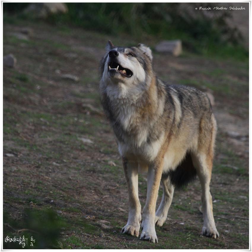 Loups de Sibérie (Canis lupus albus)