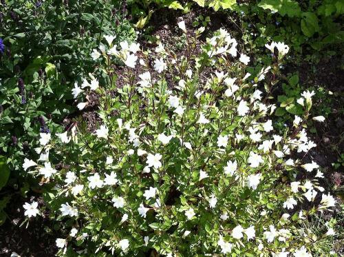 Fleurs cultivées : Epilobe