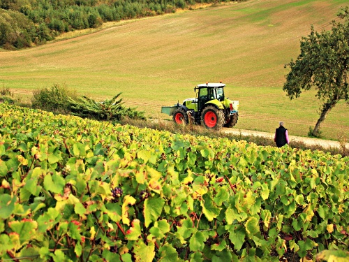 Le club-photo dans les vignes...