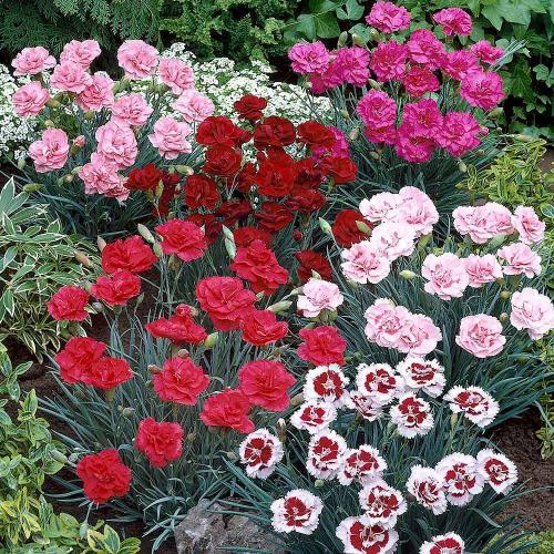 Fleurs cultivées : Dianthus