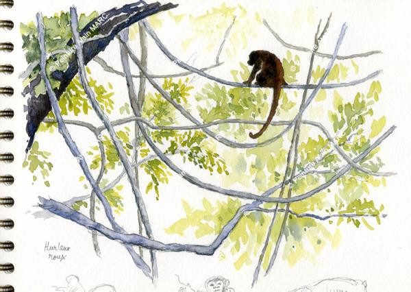 Aquarelles d'Alain Marc