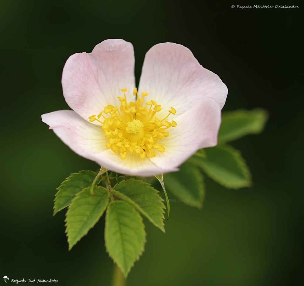 Eglantine
