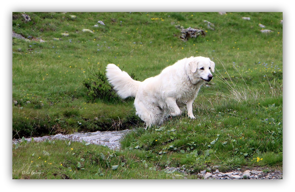 Montée à la Bonette 1#2