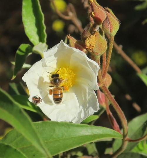 Visite du Colorado Provençal à Rustrel