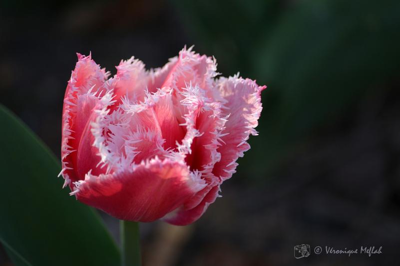 Parc Floral de Paris : tulipe frangee "Queens land" rose et blanc