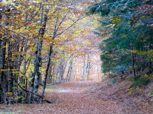 L'automne à l'Aigoual