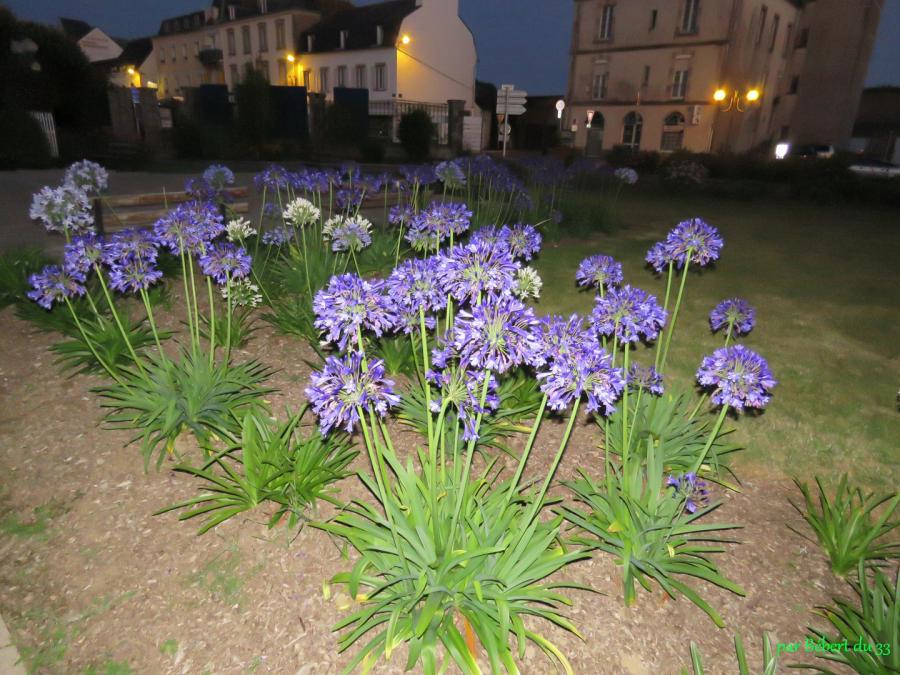 Notre Dame d'Auray (56) -3