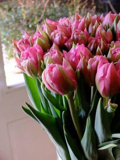 Tulipes