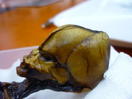 L'humanoïde d'Atacama (Chili)