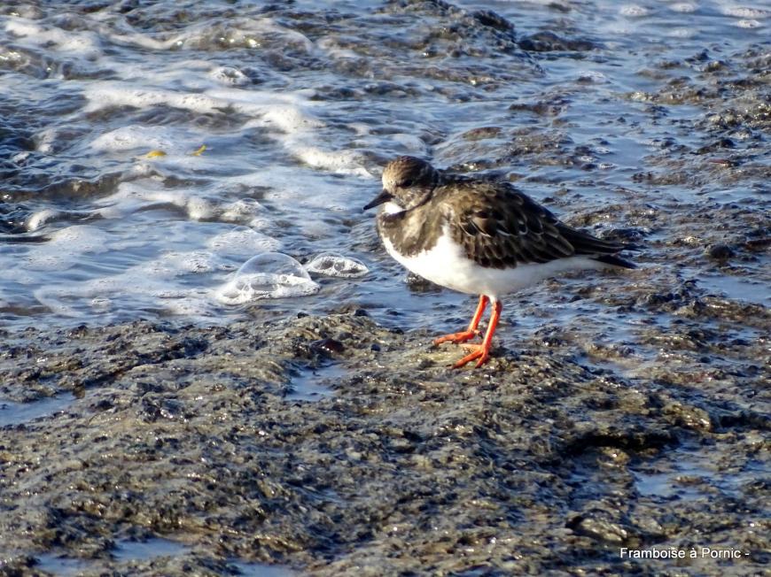 Oiseaux du littoral de la côte de Jade - 2019