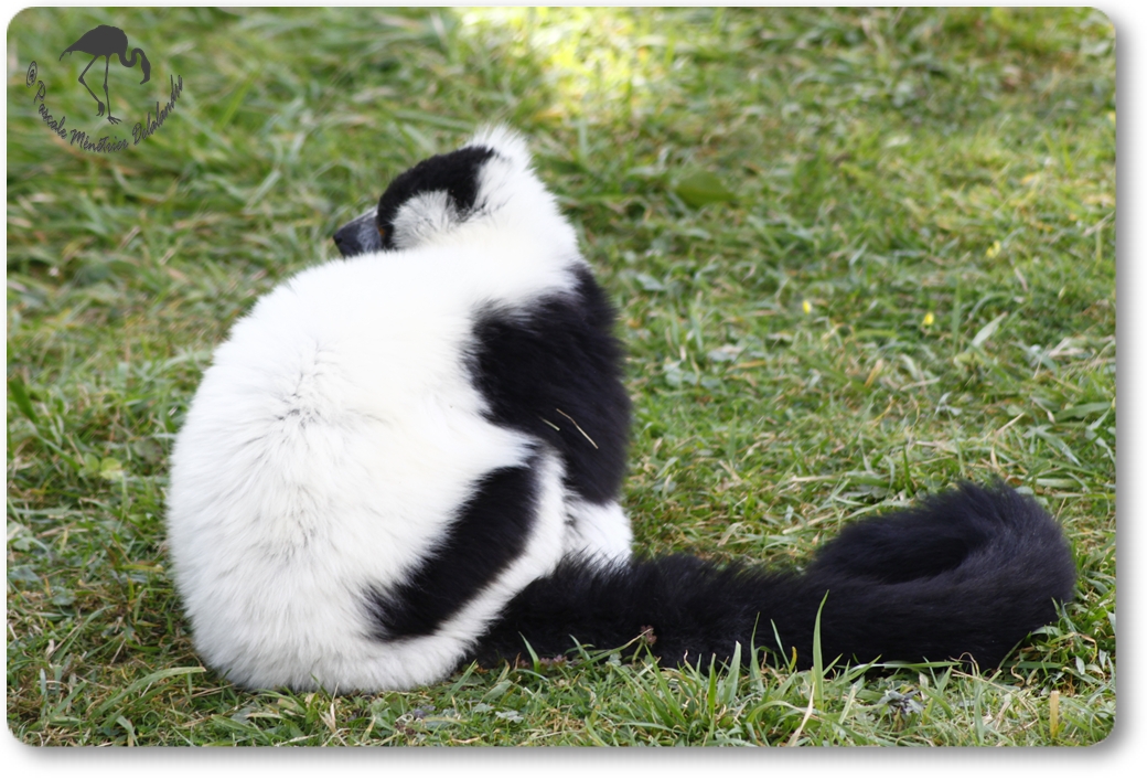 Maki vari noir et blanc... (Le parc des Félins à Nesles -77)