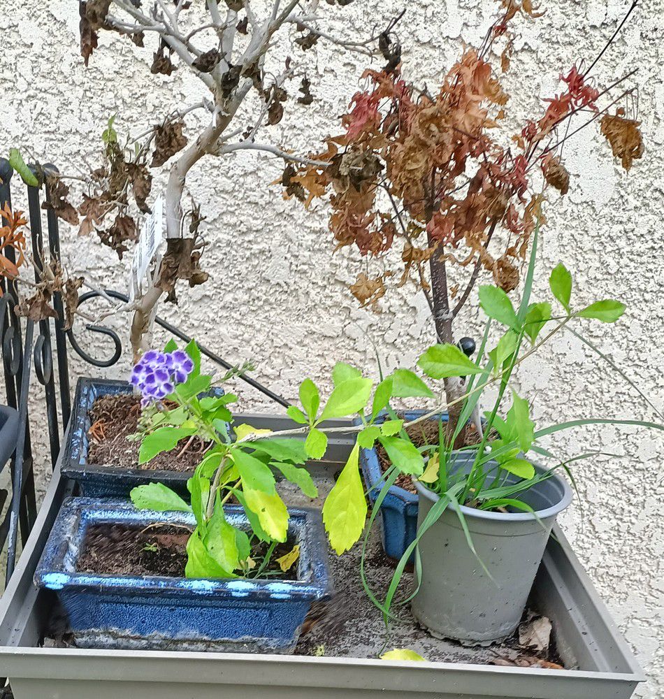 Une jolie surprise sur une bouture de durantha...