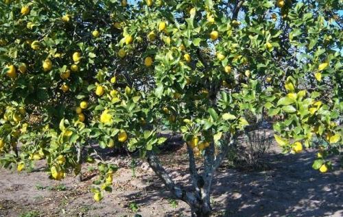 Arbre fruitier  ; Citronnier