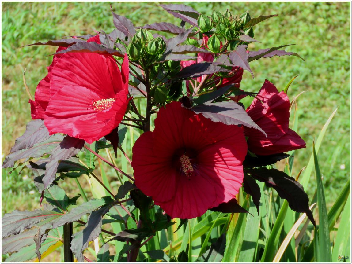 ENCORE ...Hibiscus géant rouge
