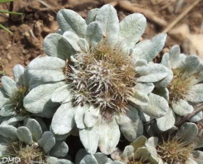 Filago pygmaea = Evax pygmaea  -  evax nain
