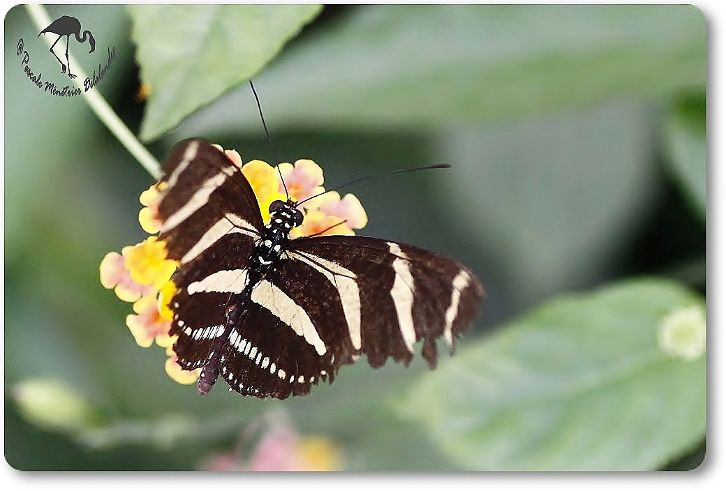 Héliconius charithonia - Héliconiidae - Costa Rica