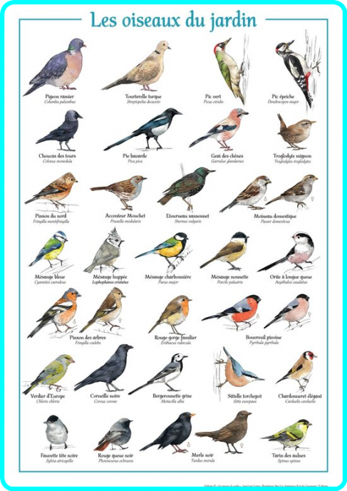 Les Oiseaux