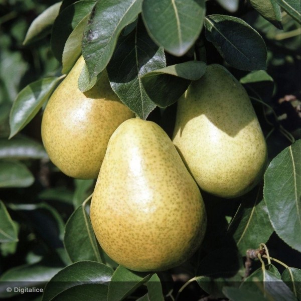 Fruits du mois d'Août 