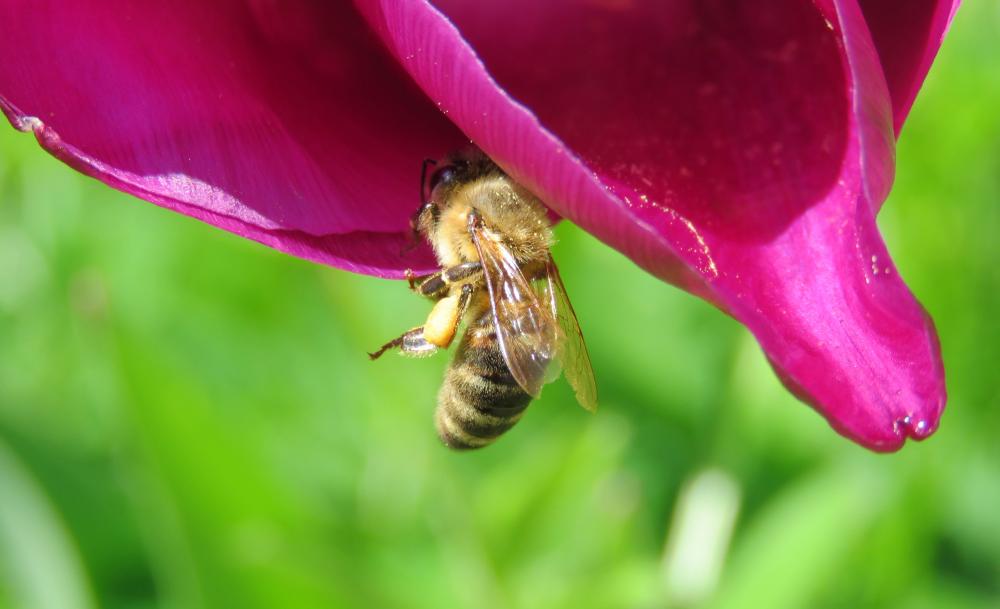 une abeille sur une tulipe ...