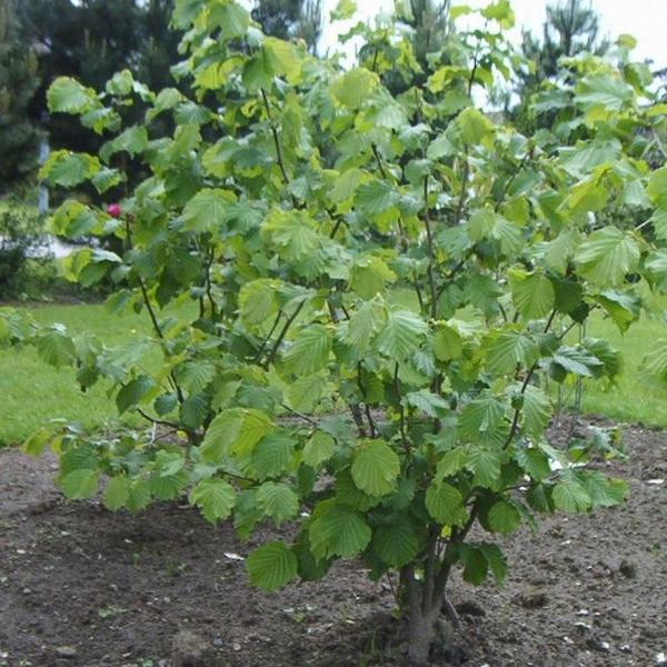 Arbre fruitier : Noisetier