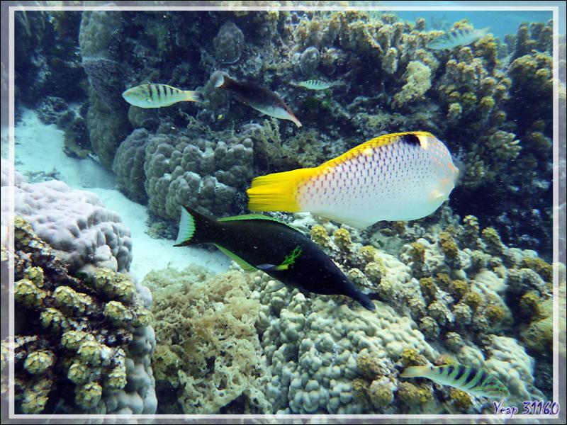Des labres encore des labres... - Jardin de corail - Motu Tautau - Taha'a - Polynésie française