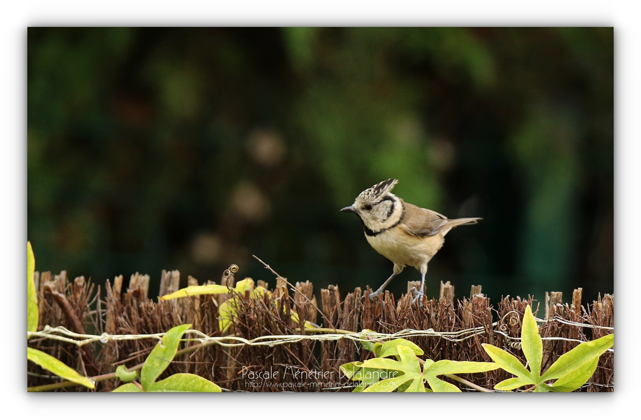 Mésange huppée au jardin