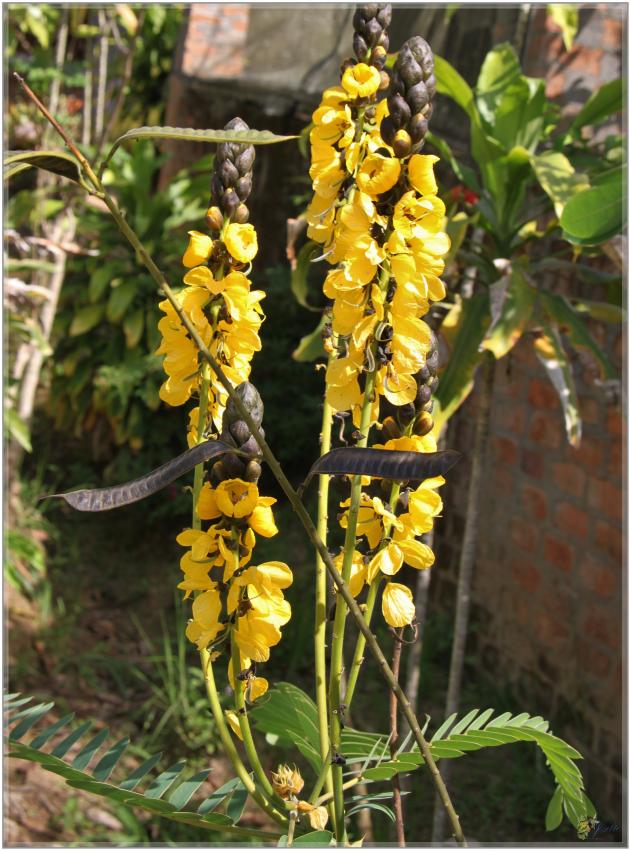 FLEURS  VENUS  D'AILLEURS 