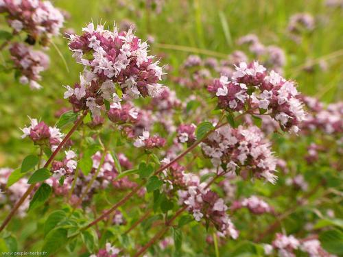 Fleurs cultivées : Marjolaine