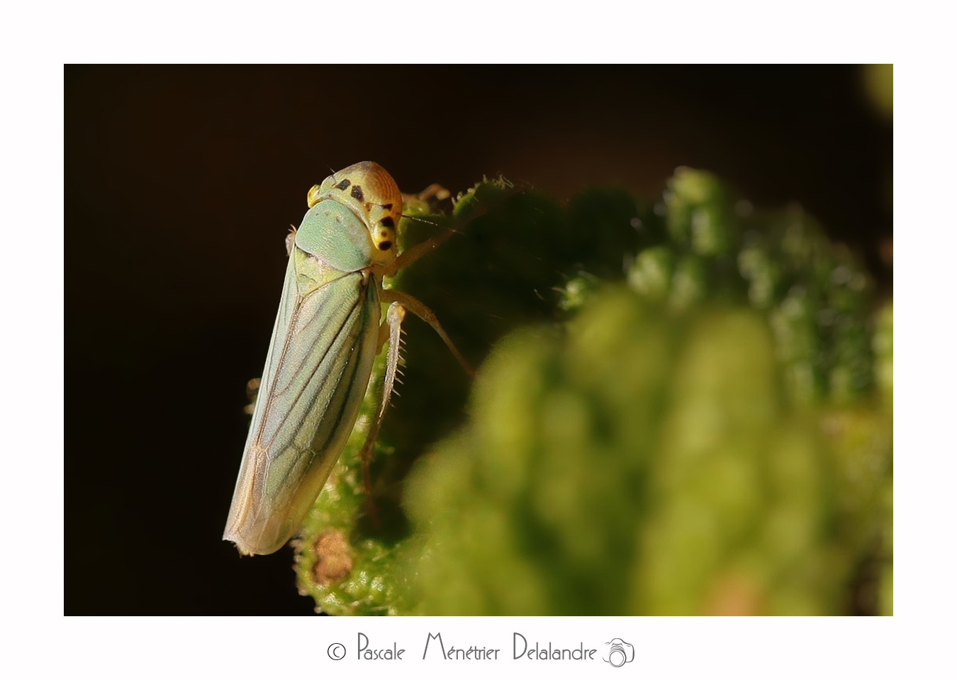 Cicadelle verte (Empoasca vitis)
