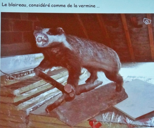 Le blaireau : de l'ombre à la lumière