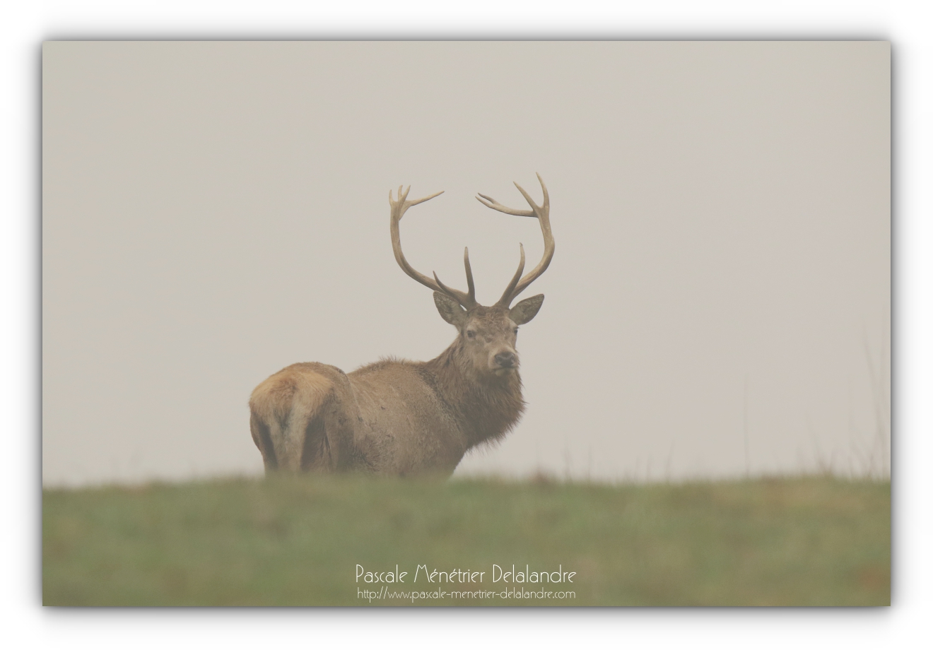 Apparitions des cerfs...