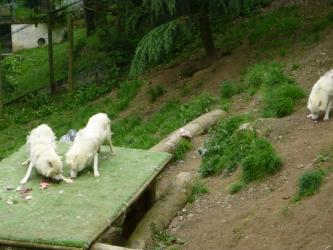 Séjour à la ferme