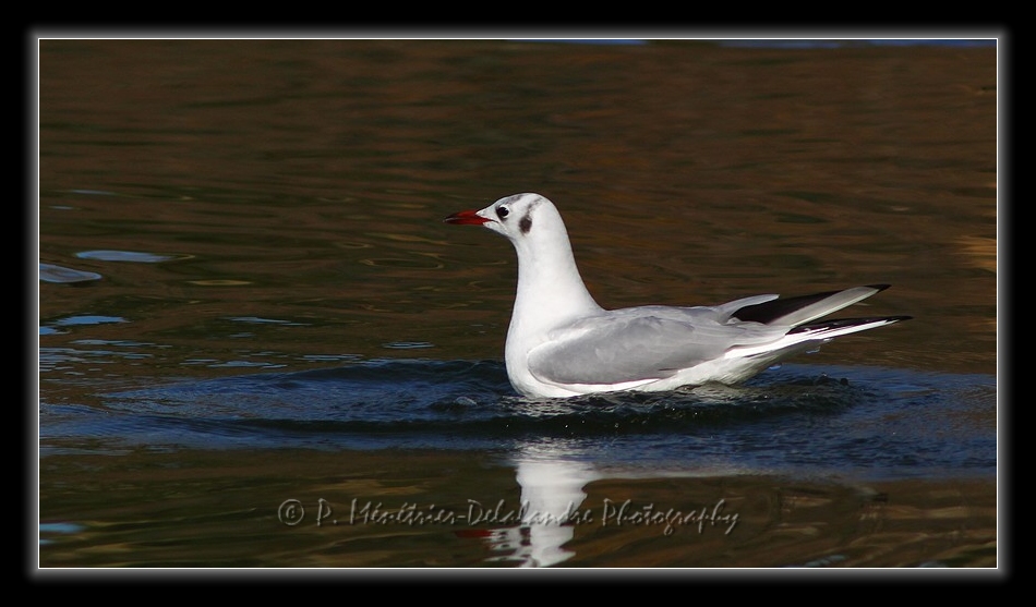 Mouette rieuse...