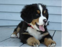 Le Chien et les siens