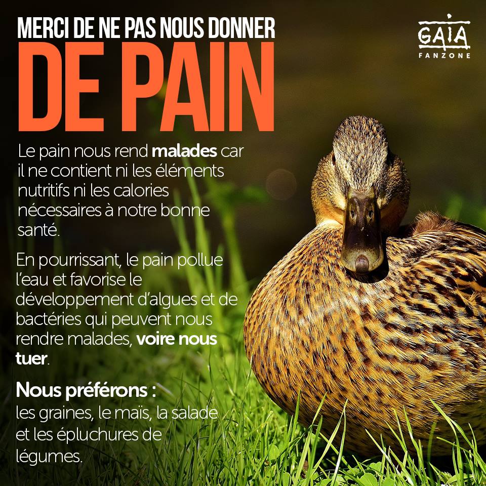 Image Web
